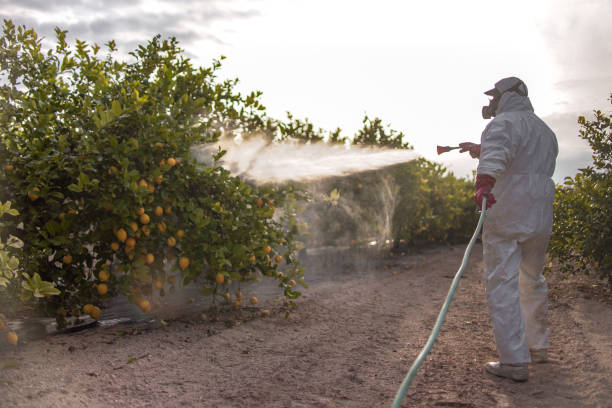 Best Ant Control Services  in Grandview Heights, OH