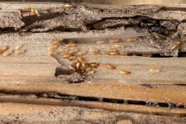 Best Bed Bug Extermination  in Grandview Heights, OH