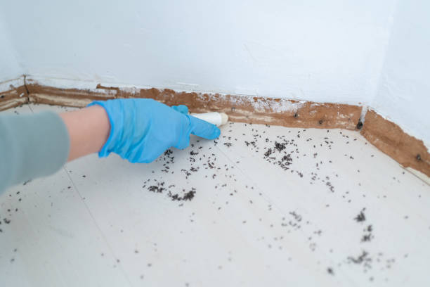 Best Affordable Pest Control Services  in Grandview Heights, OH
